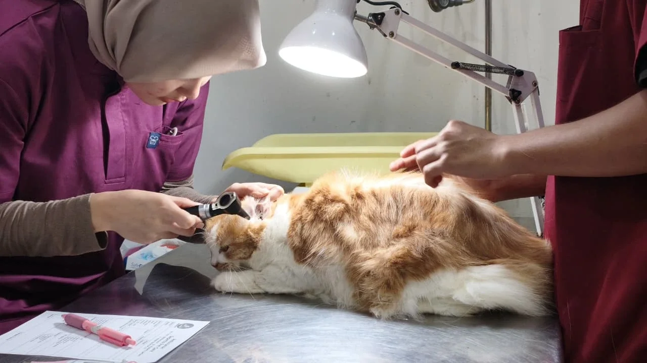 Memahami Syarat Dan Alur Pengiriman Anjing-Kucing dengan Gema Ekstra